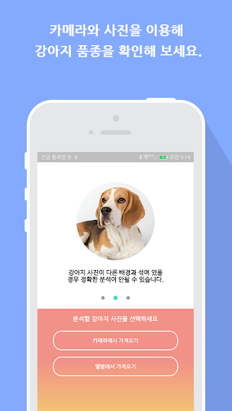 What is your dog?