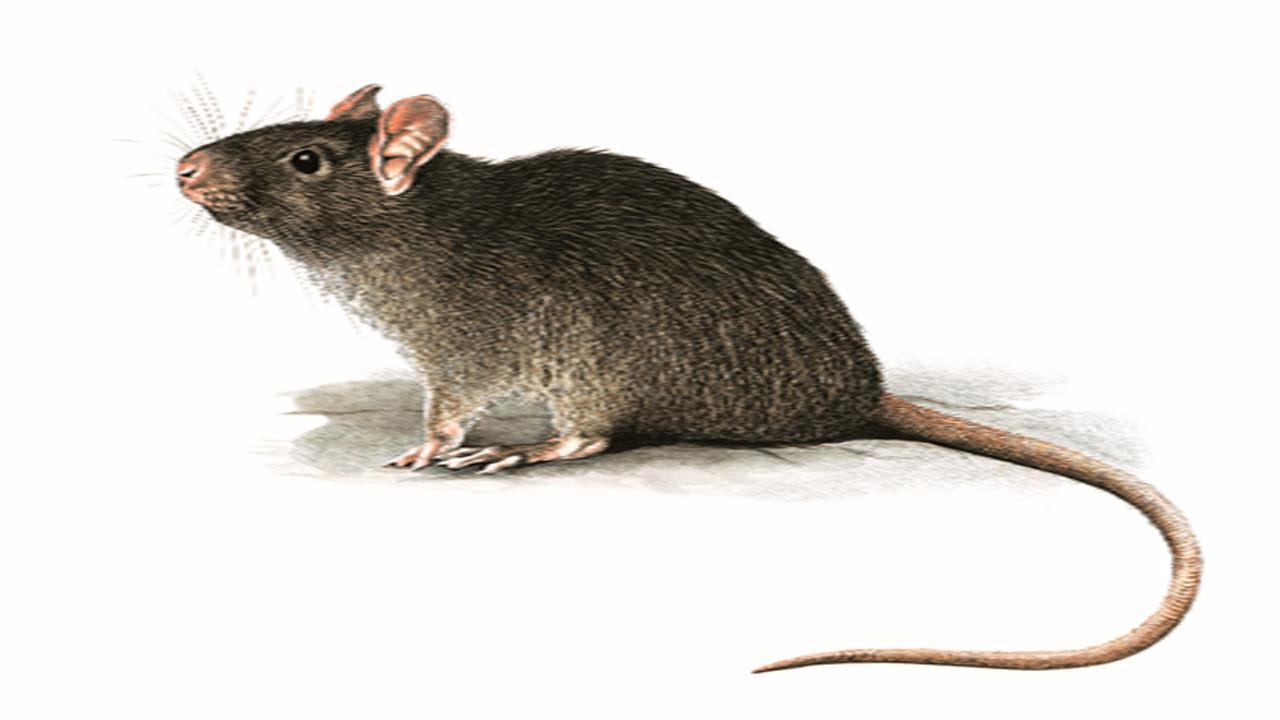 Anti Rat Pro
