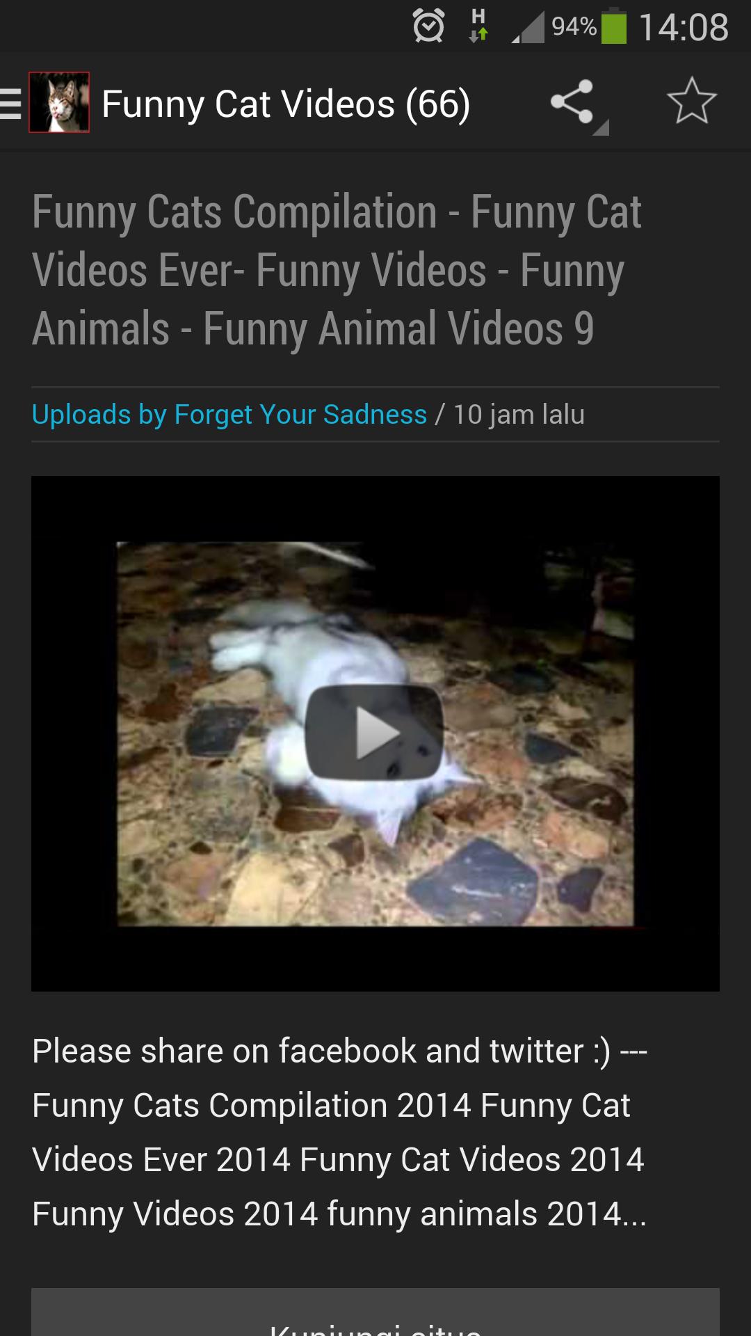Funny Cat Videos