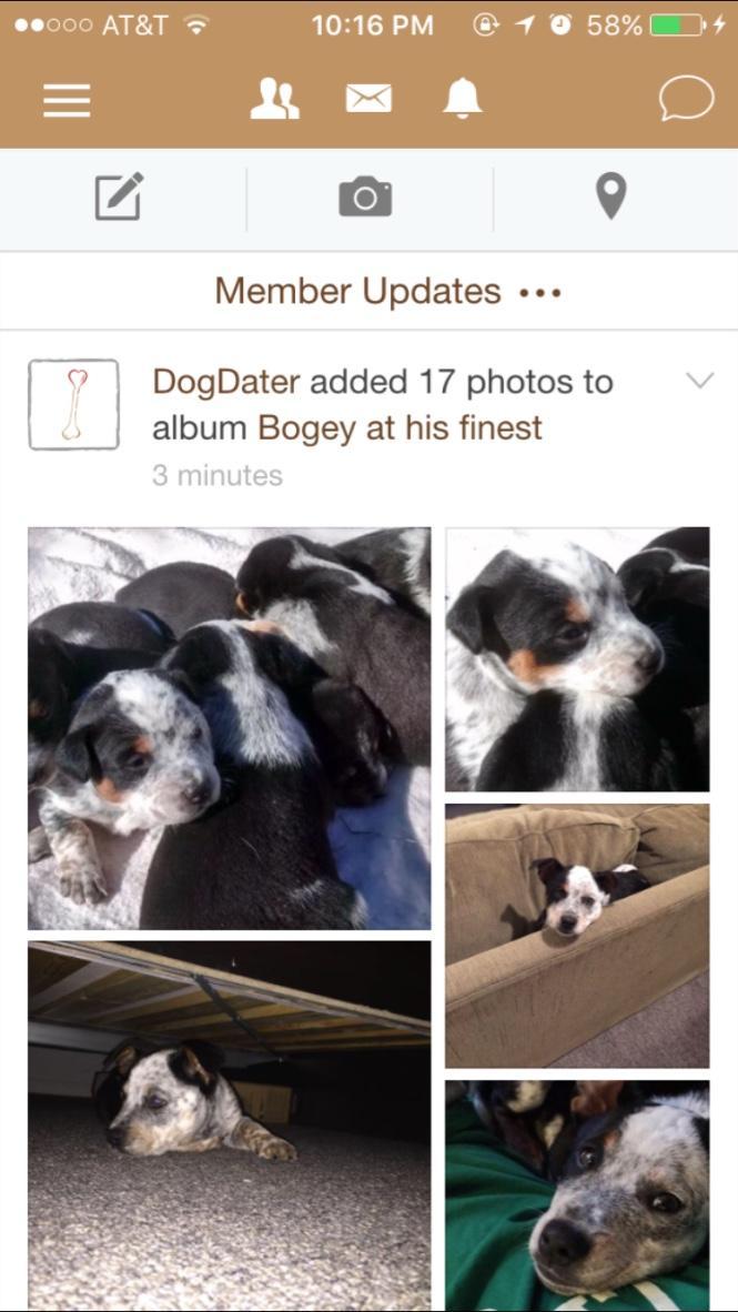 Dog Dater