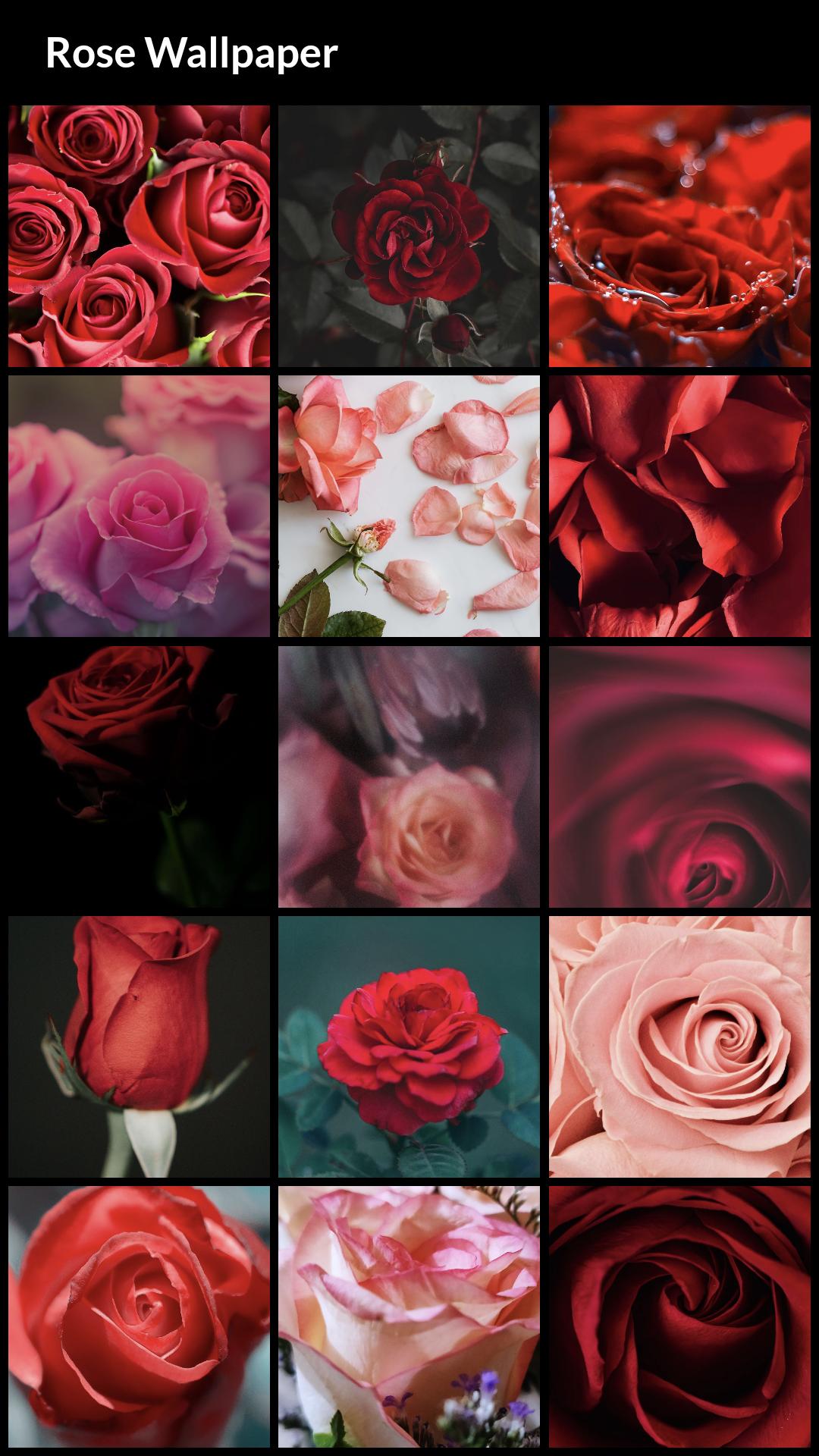 Rose Wallpapers