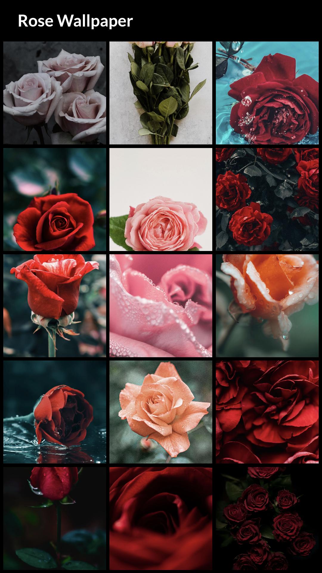 Rose Wallpapers