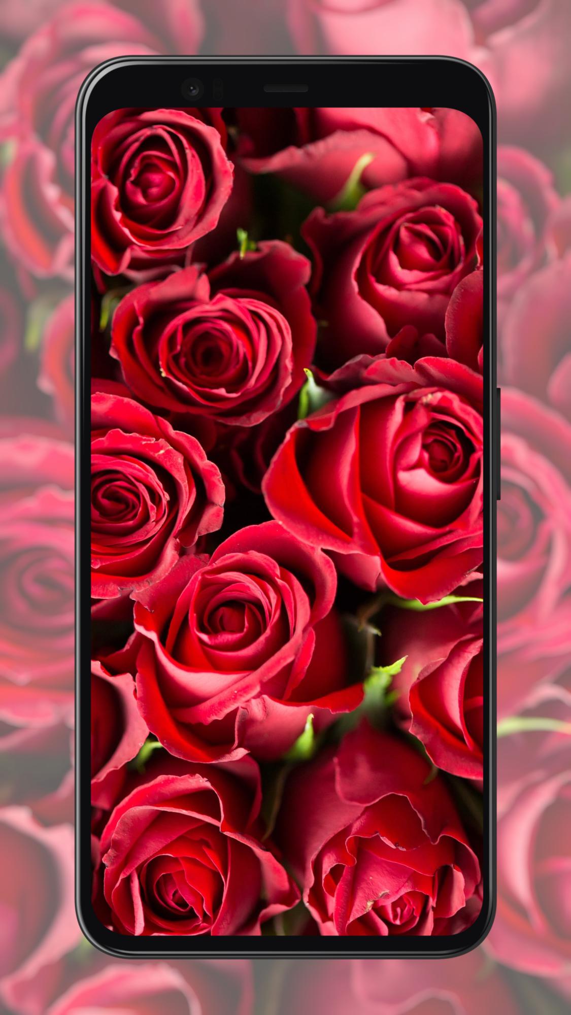 Rose Wallpapers