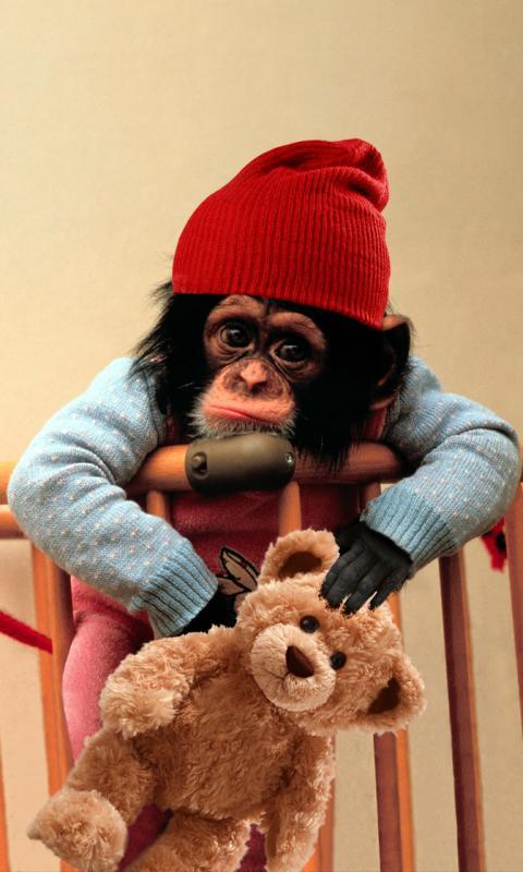 Baby Monkey Cute Wallpaper