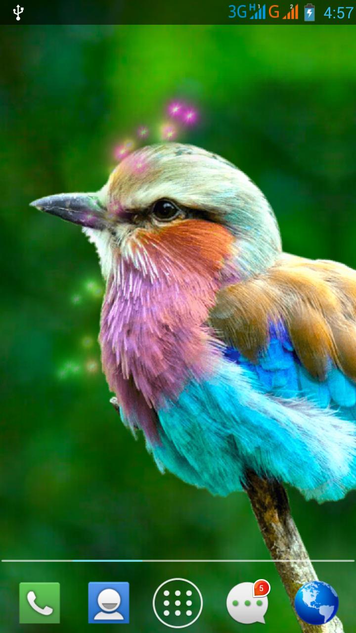 Moving Bird Live Wallpaper